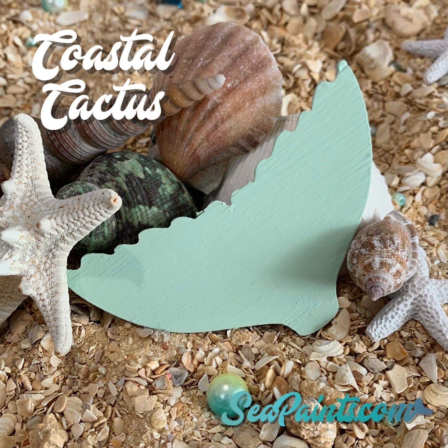 Coastal Cactus 🐚 Limited Edition
